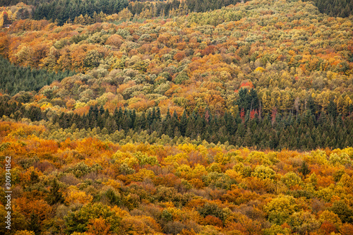 Forêt dans le Morvan durant l'automne