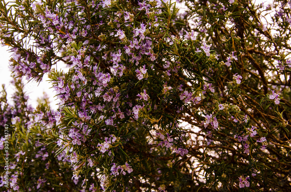 blooming rosemary blooming rosemary