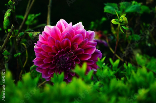 Beautiful Dahlia flower and its bud in a garden.