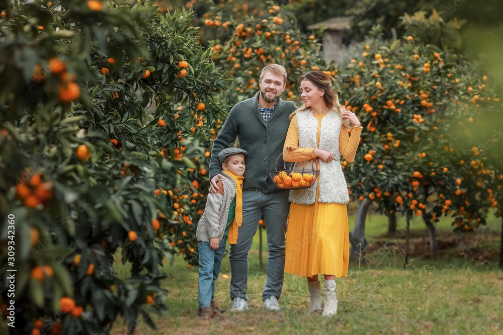 Fototapeta premium A happy family a man his wife and child inspect a crop of peach trees.
