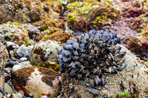 large outcropping of mussels on rocks in interditidal zone photo