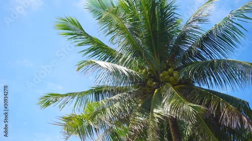 Wallpaper Mural Palm tree on blue sky background. Summer vacation and nature environment concept. Torontodigital.ca