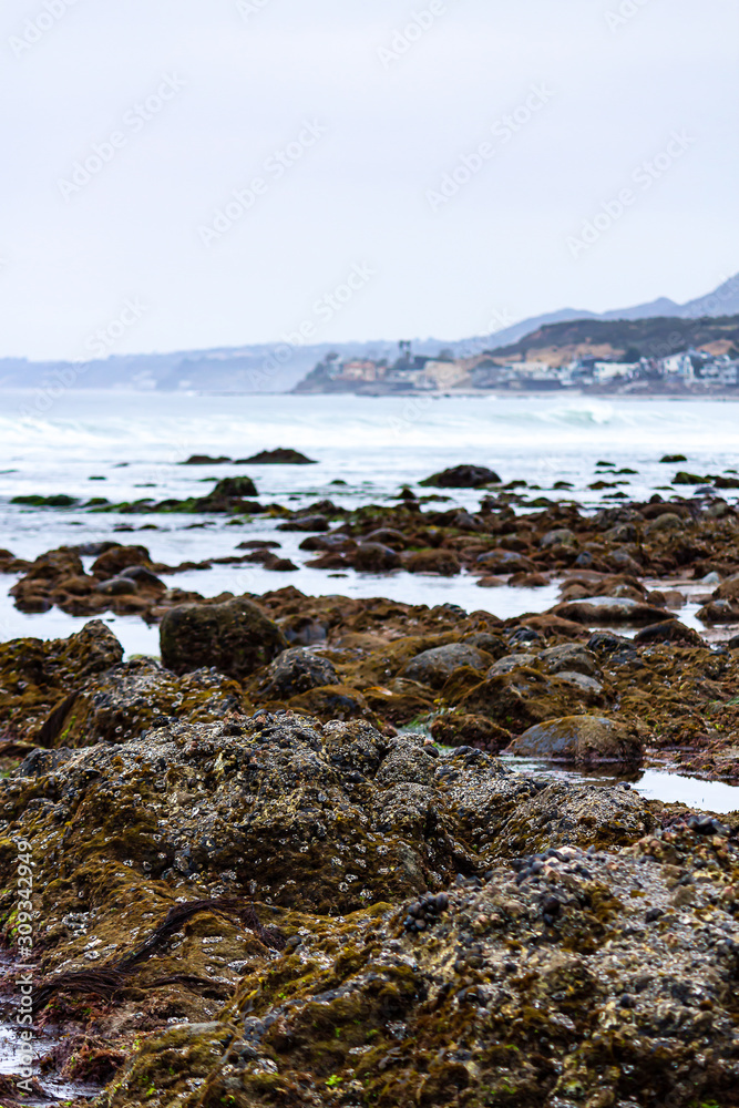 intertidal rocks in tidal pools with molusks, seagrass, and seaweed