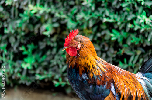 Close-up of a colorful rooster in the Paloma de Benalmadena park, Malaga © Toni