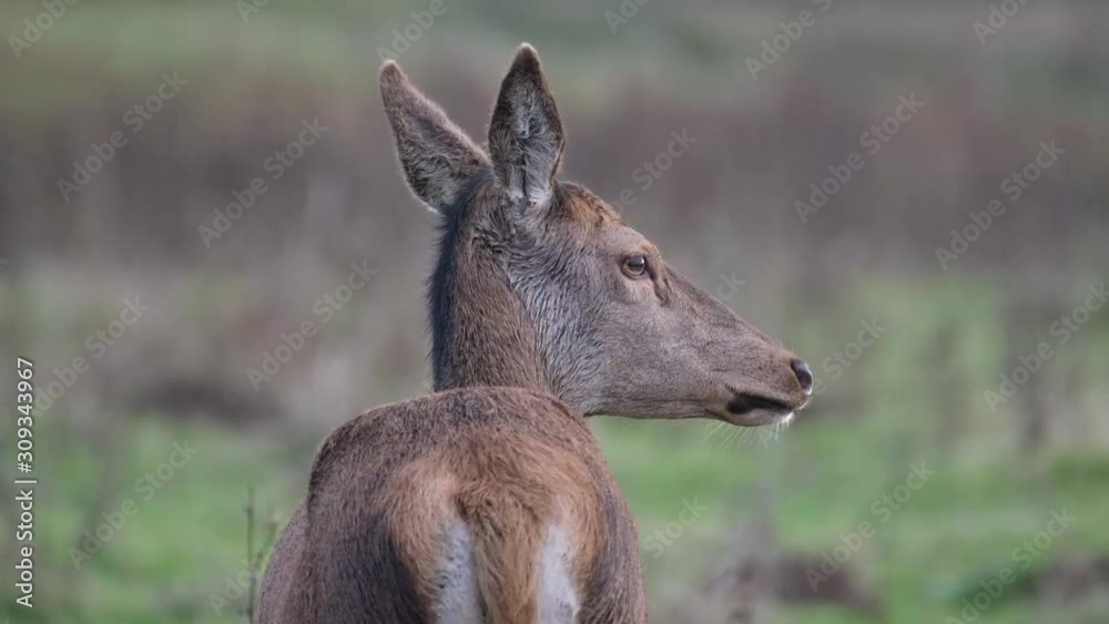 Red deer in stately home parkland being fed with sugar beet. Red deer in stately home parkland being fed with sugar beet.