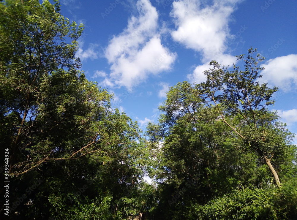 Obraz premium Environment green forest blue sky with white cloud 