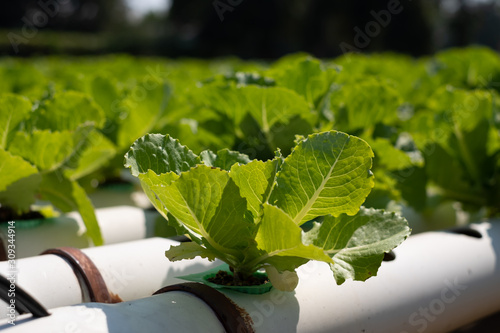 Close up of Hydroponic farm. vegetables salad farm using only water without soil. Hydroponic lettuces in hydroponic pipe.