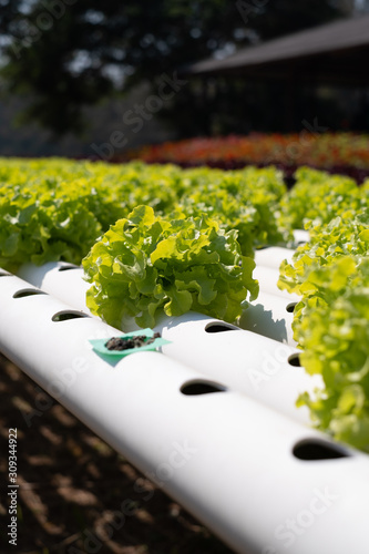 Close up of Hydroponic farm. vegetables salad farm using only water without soil. Hydroponic lettuces in hydroponic pipe.