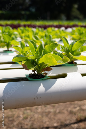 Close up of Hydroponic farm. vegetables salad farm using only water without soil. Hydroponic lettuces in hydroponic pipe.