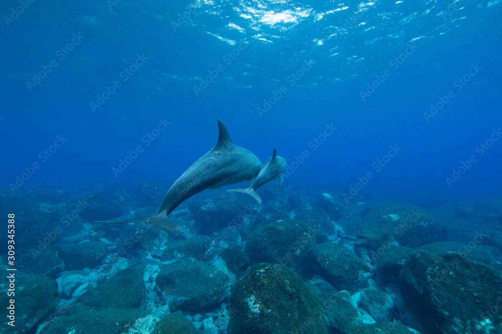 Obraz premium dolphins underwater photography