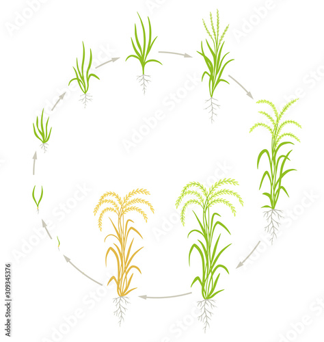 Fototapeta Naklejka Na Ścianę i Meble -  Growth stages of rice plant. Circle life cycle agriculture. Rice increase phases. Oryza sativa. Animation of progress.