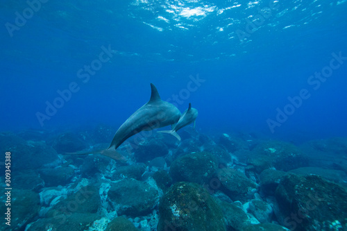 dolphins underwater photography