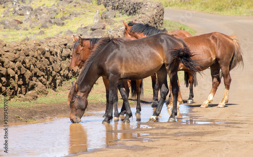 Wild horses drinking in a puddle of water along a road in the interior of Easter Island, Chile