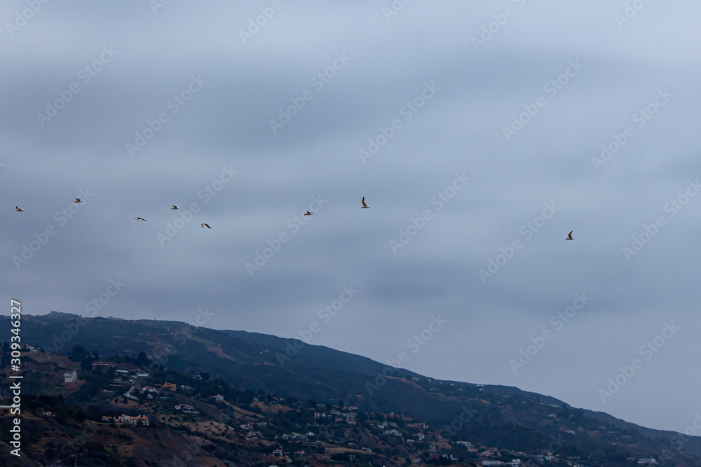 terns flying over malibu hills homes from the ocean