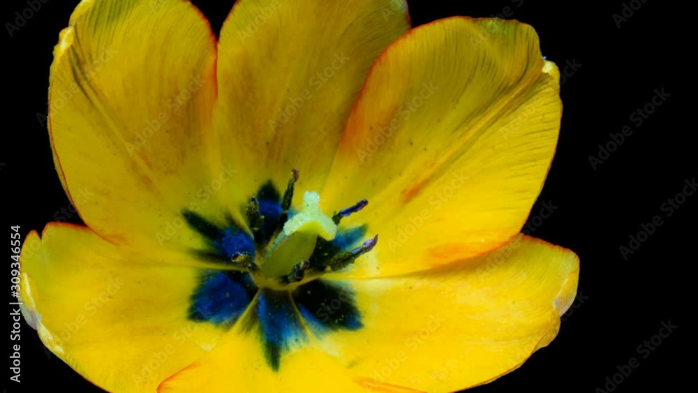 Timelapse of yellow tulip flower blooming on black background close up Timelapse of yellow tulip flower blooming on black background close up