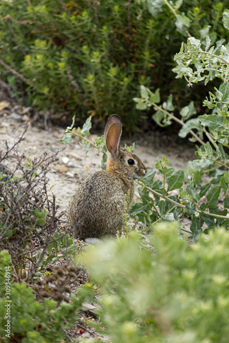 a young bunny foraging for food on wild grasses and weeds © Taya