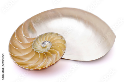 Half ammonite on a white background illustrating the Fibonacci sequence
