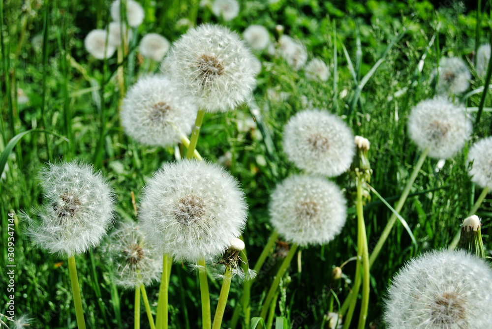 summer field of white dandelions on a sunny day summer field of white dandelions on a sunny day