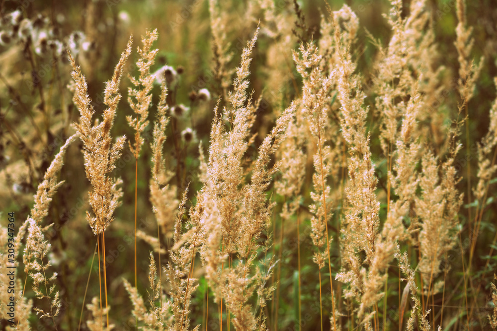 Dry grass in the summer meadow close-up. Natural background retro style toned Dry grass in the summer meadow close-up. Natural background retro style toned