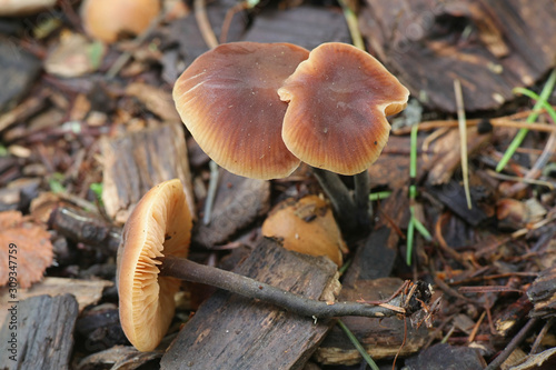 Macrocystidia cucumis, known as Cucumber Cap, wild mushroom from Filnland