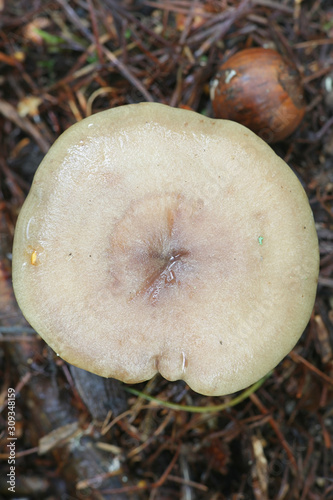 Lactarius pyrogalus, known as fire-milk lactarius or fiery milkcap, wild mushroom from Finland