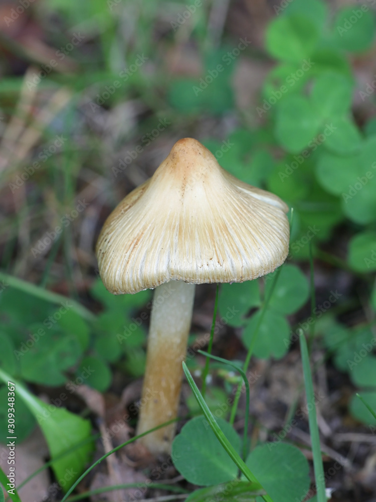 Inocybe rimosa, known as torn fibercap or split fibercap, wild mushrooms from Finland