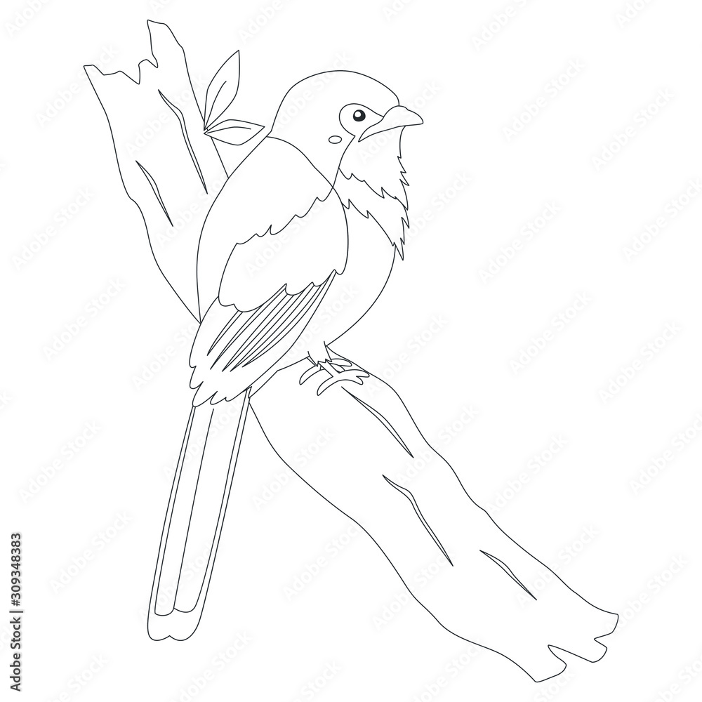 Bird of Indonesia coloring page, Luntur Kasumba bird (Red-naped trogon) perching on a tree branch. Exotic Indonesian bird cartoon vector. Coloring page for kids template. Bird of Indonesia coloring page, Luntur Kasumba bird (Red-naped trogon) perching on a tree branch. Exotic Indonesian bird cartoon vector. Coloring page for kids template.