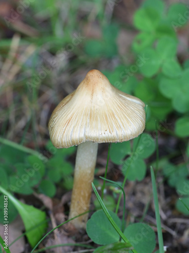 Inocybe rimosa, known as torn fibercap or split fibercap, wild mushrooms from Finland