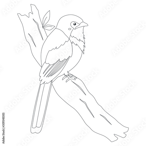 Bird of Indonesia coloring page, Luntur Kasumba bird (Red-naped trogon) perching on a tree branch. Exotic Indonesian bird cartoon vector. Coloring page for kids template.