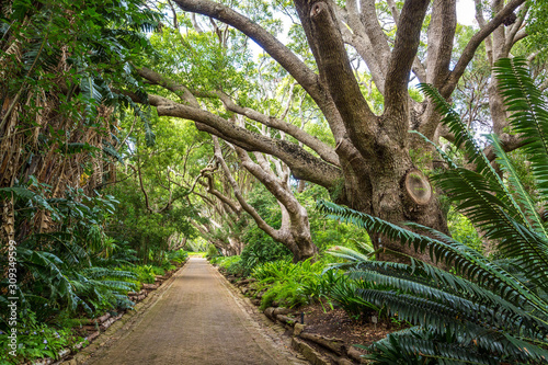 A straight path is leading through a dense forest with old trees and ferns, botanical garden Kirstenbosch, Cape Town, South Africa