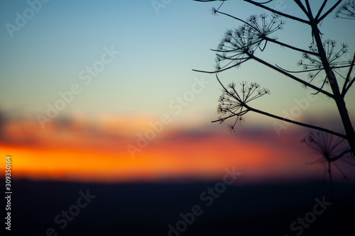 Silhouette of florence fennel at sunset