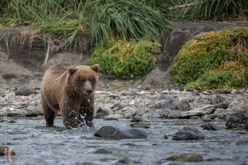 Grizzlybär in einem Flusslauf beim Fangen von Lachs, der Hauptnahrung von Bären, die an der Küste leben, Alaska