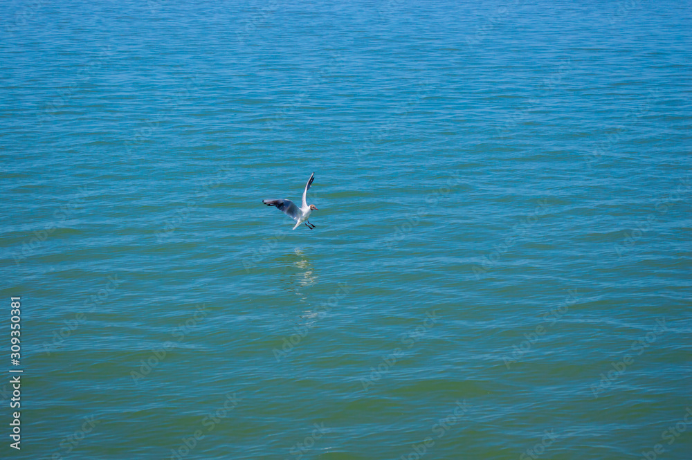 A seagull sits on the blue sea waves