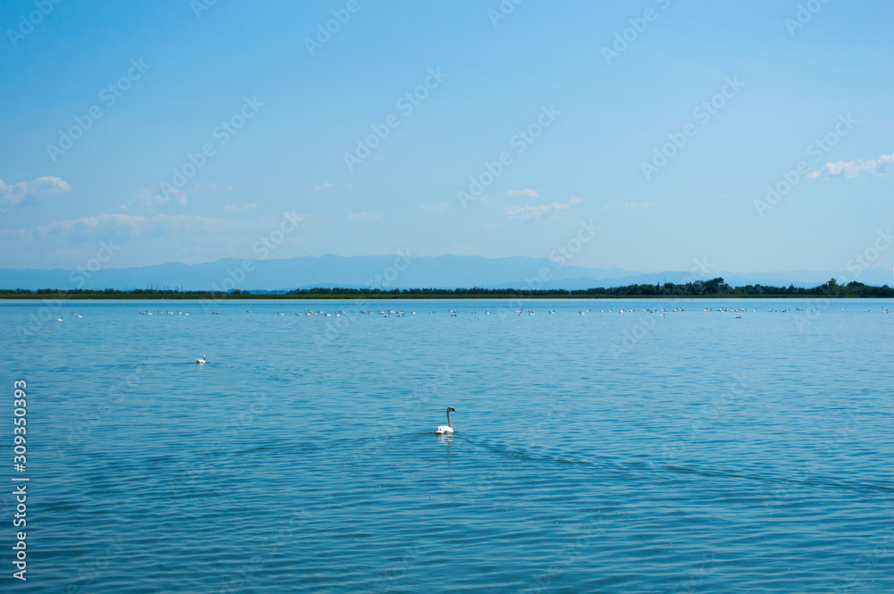 Many white swans swim in a pond