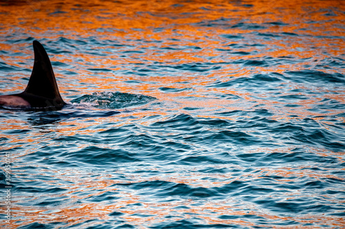 orca killer whale in mediterranean sea at sunset