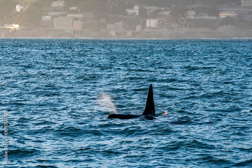 orca killer whale in mediterranean sea