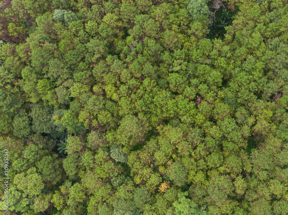 Aerial view of winding road with pine tree forest in mountain.Scenery Bird eye view of asphalt road landscape.High view from drone save drive transport and journey in countryside concept