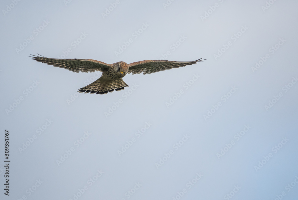 Obraz premium Turmfalke