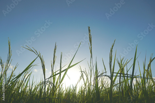 Rice fields at sunset, Rice flowering in the fields at morning, Morning Light on Rice Field Rice with blue sky background.