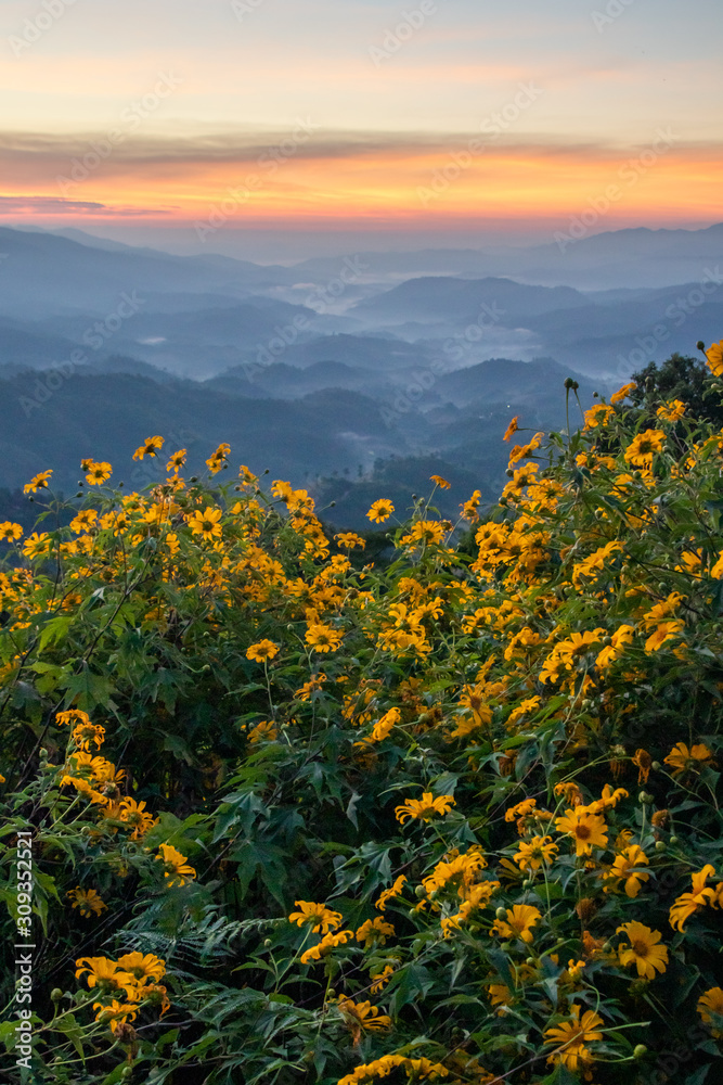 mountain scenery with yellow flowers meadows in springtime morning sunrise.mountain range with fog and clound in chiangrai north of thailand