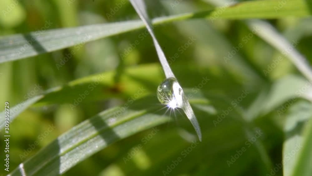 Dew droplets on a blade of grass. video Dew droplets on a blade of grass. video