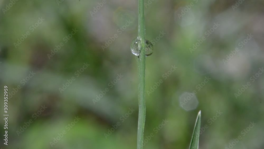 Dew droplets on a blade of grass. video Dew droplets on a blade of grass. video