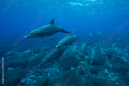 many dolphin in the sea
