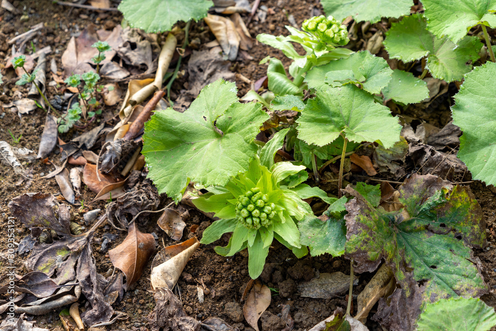 Flower of Giant Butterbur are bloom in Fukuoka prefecture, JAPAN. Flower of Giant Butterbur are bloom in Fukuoka prefecture, JAPAN.