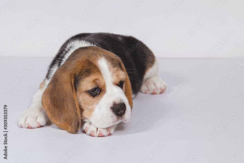 Puppy beagle on a white background. Puppy beagle on a white background.
