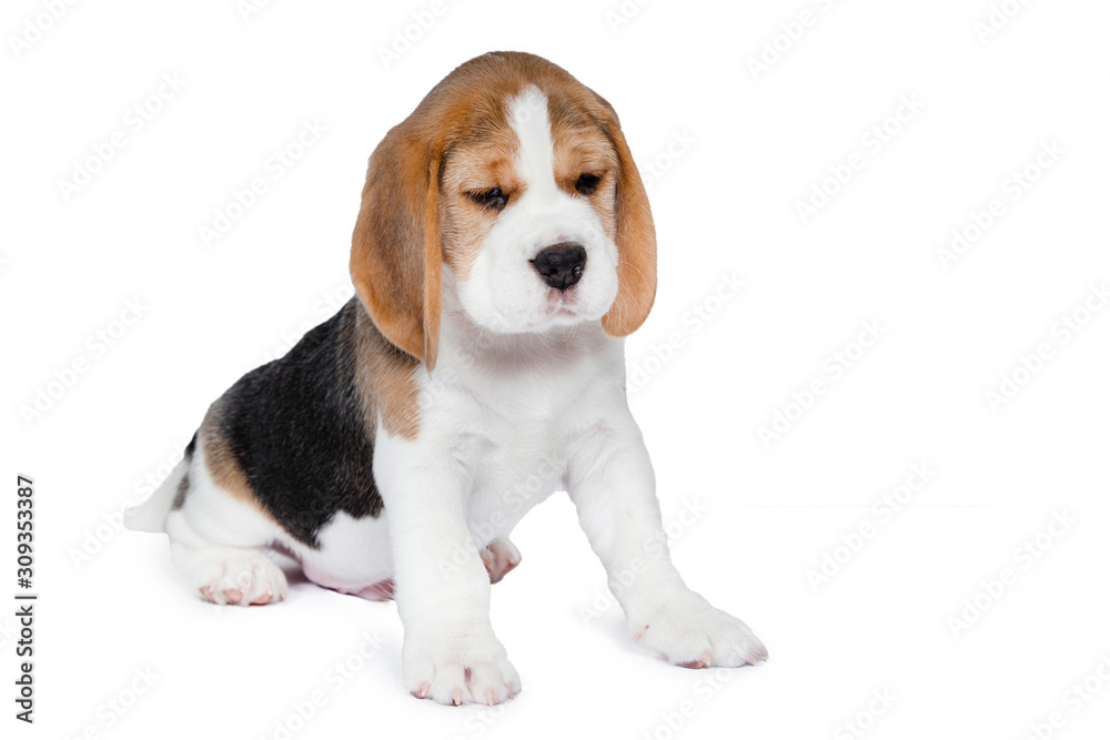 Puppy beagle on a white background.