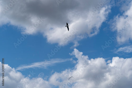 Seagulls in flight, with wings spread against bright blue sky with white clouds