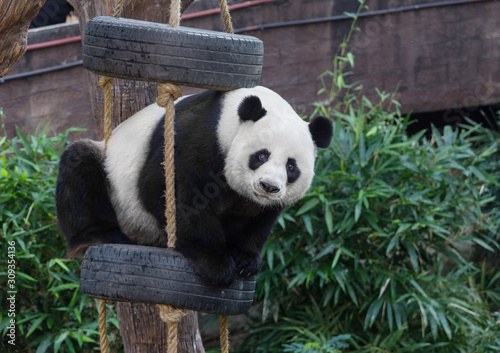 a giant panda playing