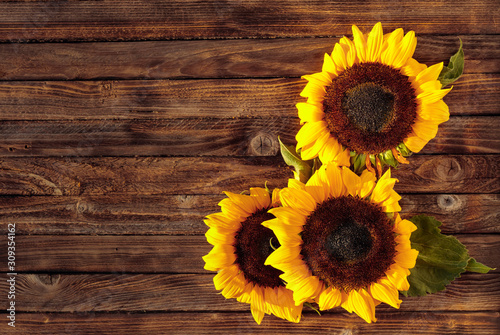 Blooming sunflowers on a rustic wooden background, top view.