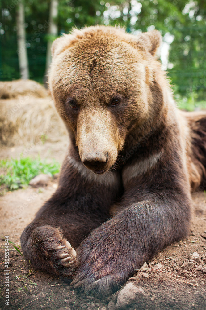 brown bear